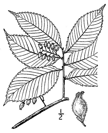 image of Ulmus serotina, September Elm, Rock Elm