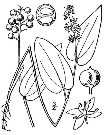 image of Maianthemum canadense, Canada Mayflower, "False Lily-of-the-valley", "Wild Lily-of-the-valley"