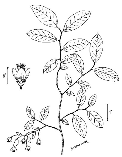 image of Vaccinium stamineum var. 2, Appalachian Deerberry