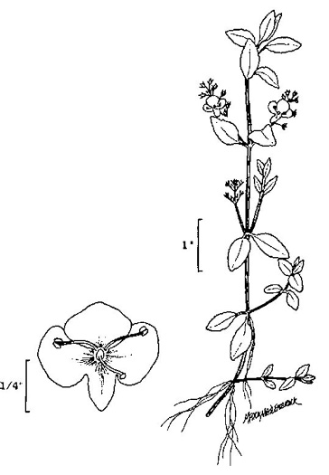 image of Veronica americana, American Speedwell, Brooklime