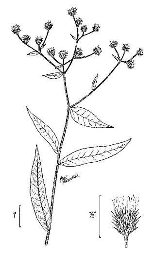 image of Vernonia noveboracensis, New York Ironweed