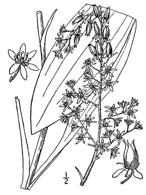 image of Melanthium parviflorum, Mountain Bunchflower, Small-flowered Hellebore, Small False Hellebore, Appalachian Bunchflower