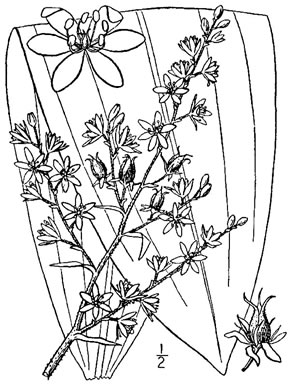 image of Melanthium woodii, Ozark Bunchflower, Wood's False-hellebore