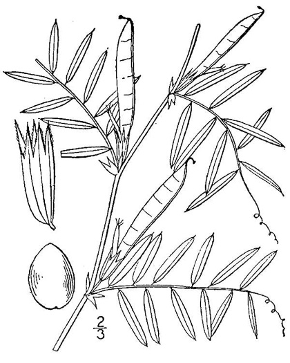 image of Vicia sativa ssp. nigra, Narrowleaf Vetch, Garden Vetch