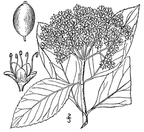 image of Viburnum cassinoides, Northern Wild Raisin, Witherod, Shonny Haw, Shawnee Haw