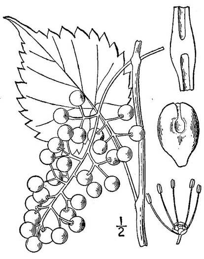 image of Vitis vulpina, Frost Grape, Winter Grape, Chicken Grape