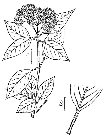 image of Viburnum lentago, Nannyberry, Sheepberry