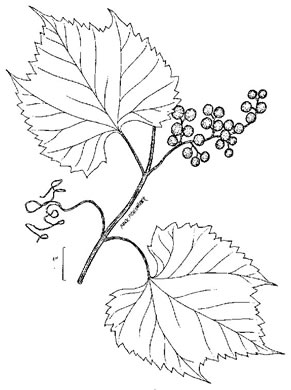 image of Vitis riparia, Riverbank Grape