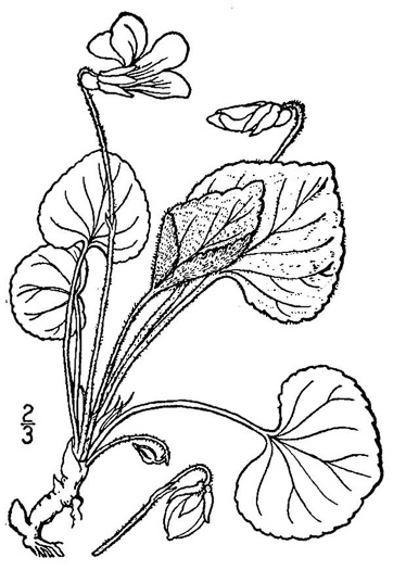 image of Viola sororia var. sororia, Dooryard Violet, Confederate Violet, Common Blue Violet