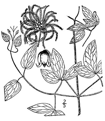 image of Clematis viorna, Northern Leatherflower, Vase-vine