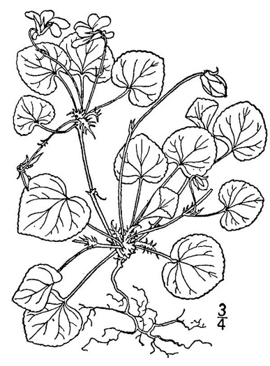 drawing of Viola walteri, Walter's Violet, Prostrate Blue Violet