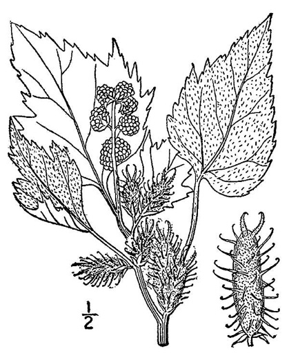 image of Xanthium orientale, Oriental Cocklebur