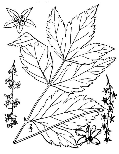 image of Xanthorhiza simplicissima, Yellowroot