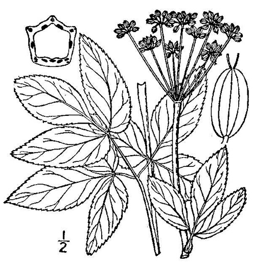 drawing of Zizia aurea, Common Golden-Alexanders