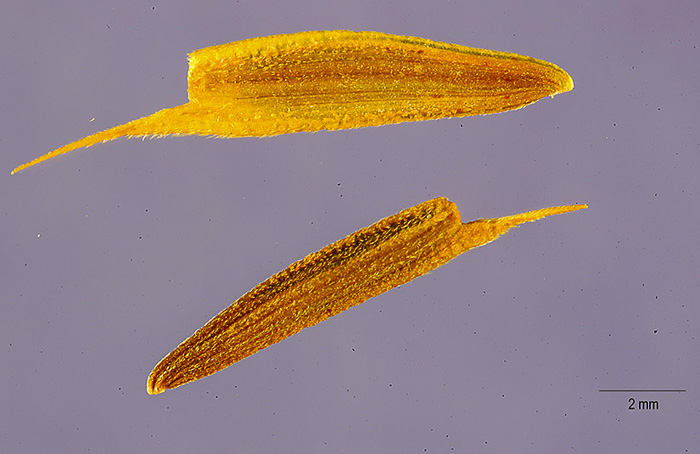 image of Zinnia peruviana, Peruvian Zinnia