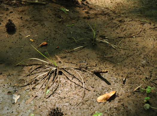 image of Isoetes hyemalis, Wintergreen Quillwort, Winter Quillwort, evergreen quillwort