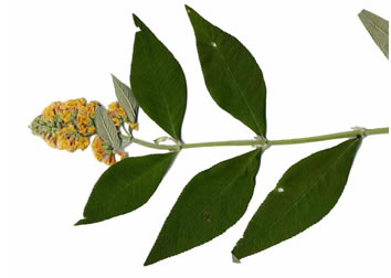 image of Buddleja davidii, Orange-eye Butterflybush, Summer-lilac