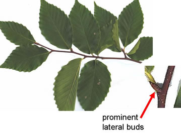 image of Fagus grandifolia +, American Beech