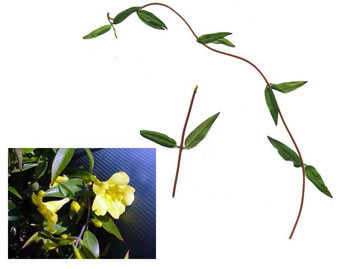 image of Gelsemium sempervirens, Carolina Jessamine, Yellow Jessamine