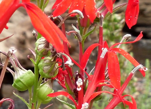 image of Lobelia cardinalis var. cardinalis, Cardinal Flower