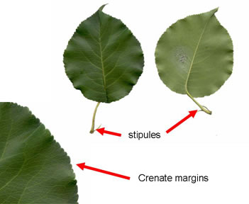 image of Pyrus calleryana, Bradford Pear, Callery Pear