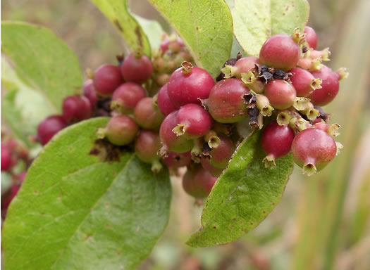 image of Symphoricarpos orbiculatus, Coralberry, Indian Currant, Buckbrush