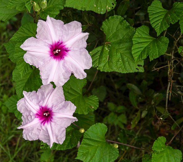 Indian Midden Morning Glory