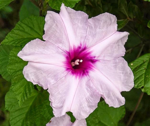 Indian Midden Morning Glory