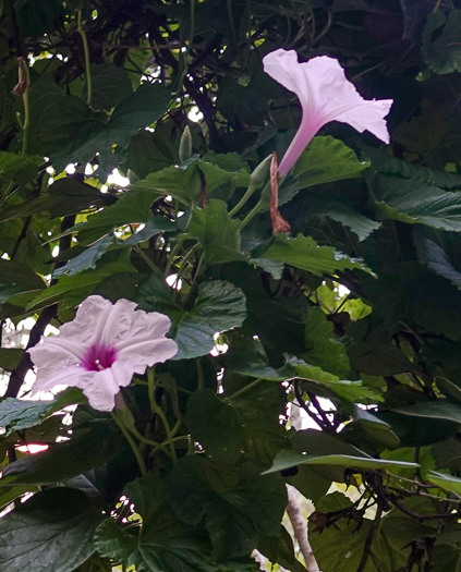 image of Ipomoea macrorhiza, Indian Midden Morning Glory, Largeroot Morning Glory, Manroot, Pink Moonvine