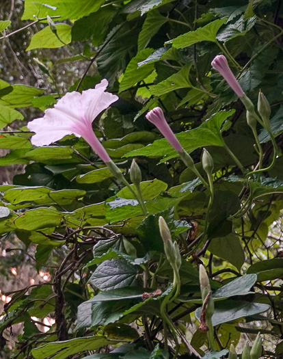 calyx