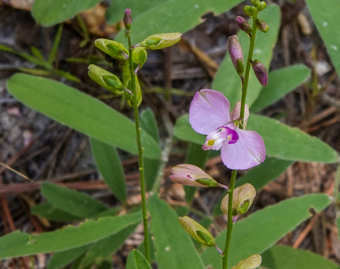 image of Asemeia grandiflora, Showy Milkwort