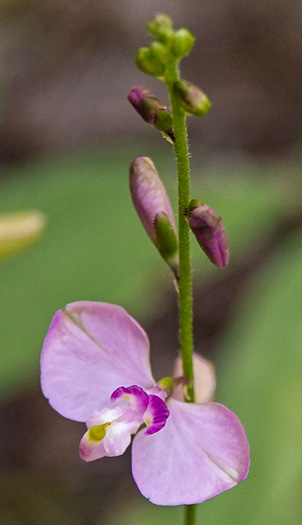 image of Asemeia grandiflora, Showy Milkwort