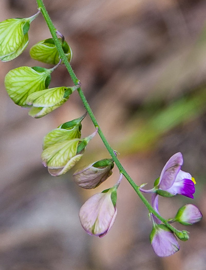 image of Asemeia grandiflora, Showy Milkwort