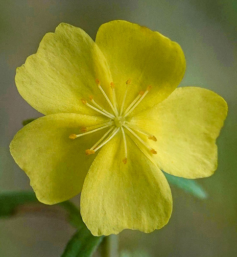 image of Crocanthemum rosmarinifolium, Rosemary Sunrose, Rosemary Frostweed
