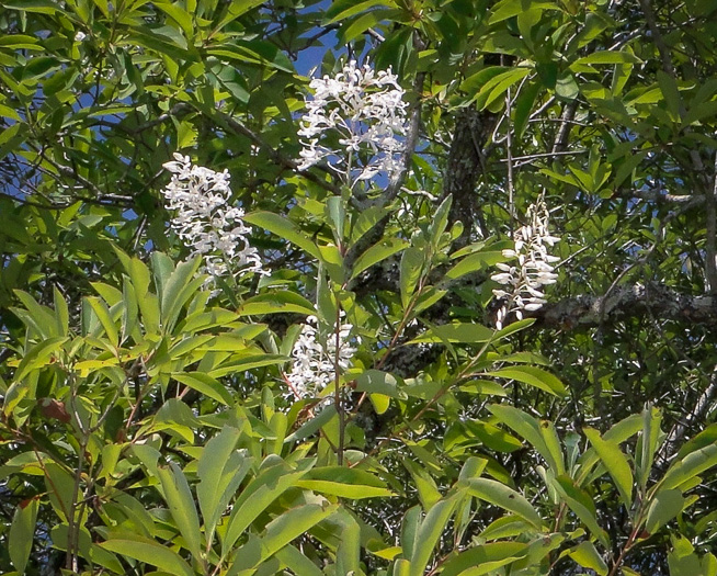 image of Elliottia racemosa, Georgia-plume, Southern-plume, Elliottia