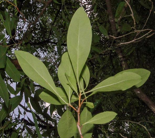 image of Elliottia racemosa, Georgia-plume, Southern-plume, Elliottia