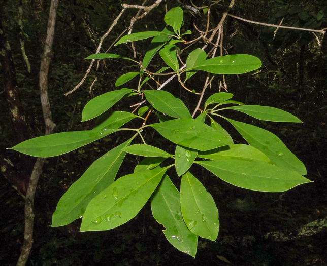 image of Elliottia racemosa, Georgia-plume, Southern-plume, Elliottia