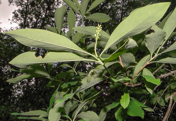image of Elliottia racemosa, Georgia-plume, Southern-plume, Elliottia