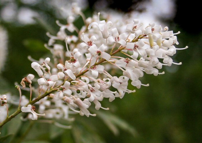 image of Elliottia racemosa, Georgia-plume, Southern-plume, Elliottia