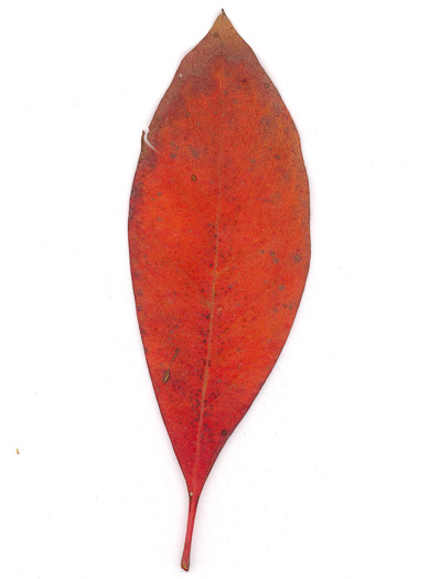 image of Elliottia racemosa, Georgia-plume, Southern-plume, Elliottia