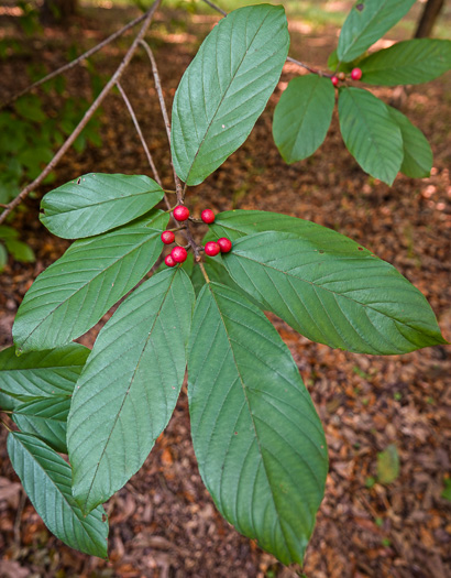 image of Frangula caroliniana, Carolina Buckthorn, Polecat-tree, Indian Currant, Indian-cherry