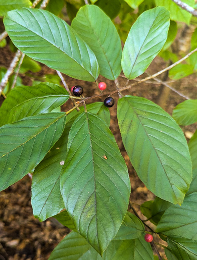 image of Frangula caroliniana, Carolina Buckthorn, Polecat-tree, Indian Currant, Indian-cherry