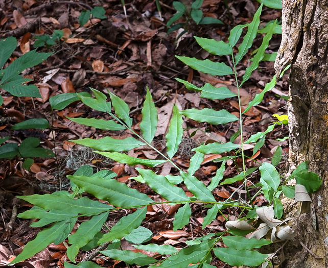 image of Sapindus marginatus, Florida Soapberry