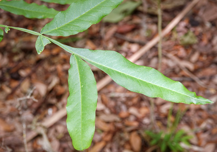image of Sapindus marginatus, Florida Soapberry