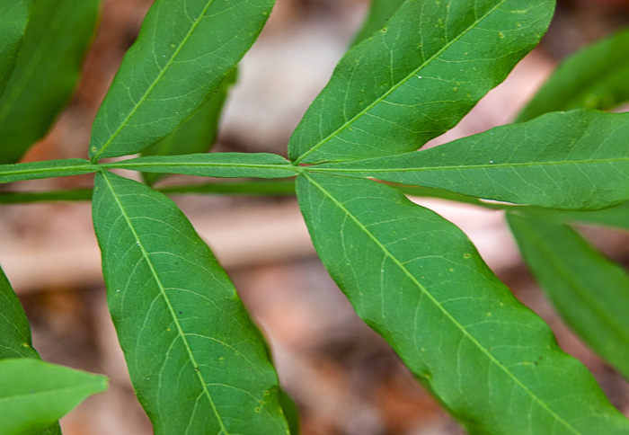 image of Sapindus marginatus, Florida Soapberry