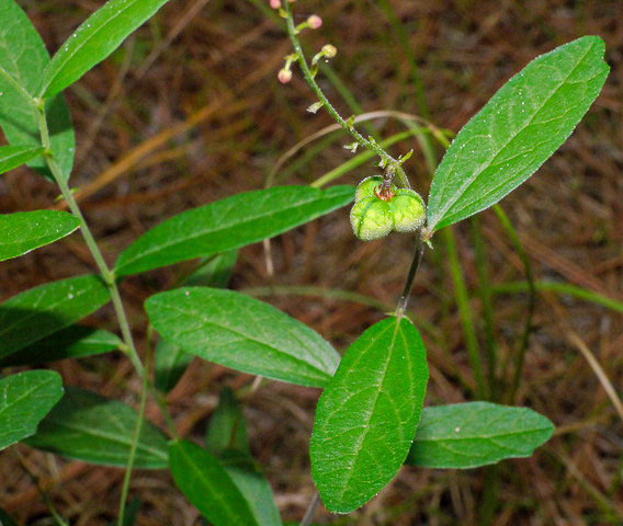 image of Tragia urens, Wavyleaf Noseburn, Southeastern Noseburn, Sandhill Noseburn