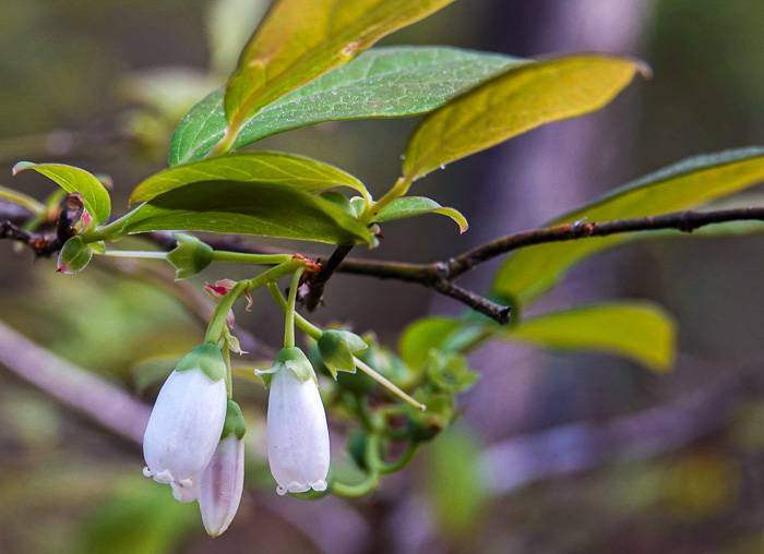 image of Vaccinium formosum, Southern Highbush Blueberry, Swamp Highbush Blueberry