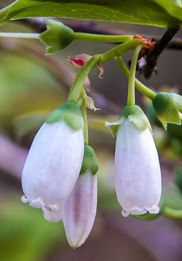 image of Vaccinium formosum, Southern Highbush Blueberry, Swamp Highbush Blueberry