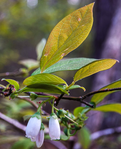 image of Vaccinium formosum, Southern Highbush Blueberry, Swamp Highbush Blueberry