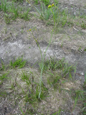 image of Coreopsis falcata, Pool Coreopsis, Carolina Tickseed, Sickle Tickseed